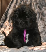 Превью фото № 240383