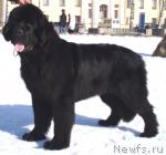 Превью фото № 24039