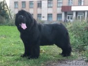 Превью фото № 240419