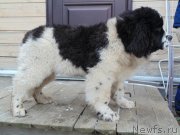 Превью фото № 240441