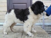 Превью фото № 240443