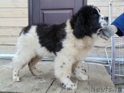 Превью фото № 240445