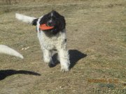 Превью фото № 240454