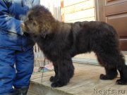 Превью фото № 240481