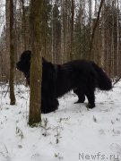 Превью фото № 240492