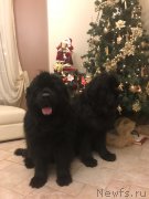 Превью фото № 240593