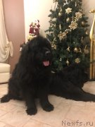 Превью фото № 240596