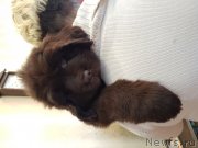 Превью фото № 240658