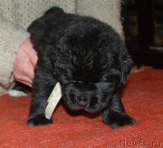 Превью фото № 240685