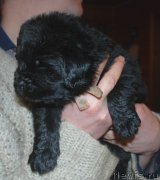 Превью фото № 240690