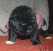 Превью фото № 240695