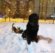 Превью фото № 240705