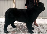 Превью фото № 240707