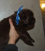 Превью фото № 240731