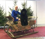 Превью фото № 240806