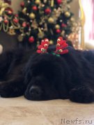 Превью фото № 240877