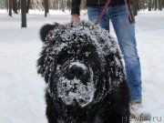 Превью фото № 240882