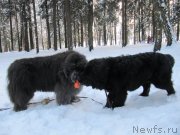 Превью фото № 240890