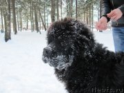 Превью фото № 240892