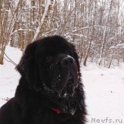 Превью фото № 240896