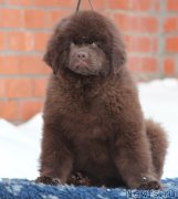 Превью фото № 240899