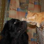 Превью фото № 24090