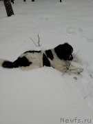 Превью фото № 240909