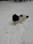 Превью фото № 240913