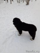 Превью фото № 240922