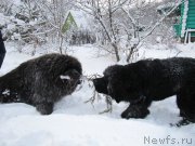 Превью фото № 240957