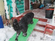 Превью фото № 240966