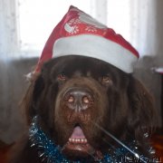 Превью фото № 240975