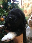 Превью фото № 241009