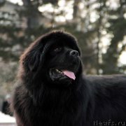 Превью фото № 241044