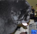 Превью фото № 24106