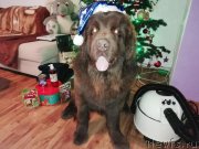 Превью фото № 241095