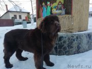 Превью фото № 241096