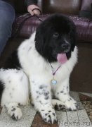 Превью фото № 241164