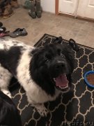 Превью фото № 241166