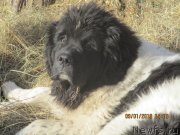 Превью фото № 241172