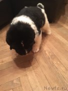 Превью фото № 241176