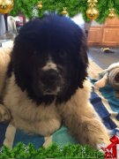 Превью фото № 241177