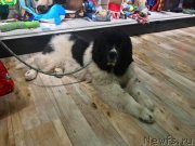 Превью фото № 241178