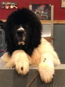 Превью фото № 241182