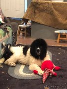 Превью фото № 241183