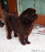 Превью фото № 241209