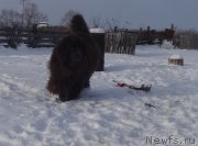 Превью фото № 241220