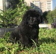 Превью фото № 241264