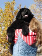 Превью фото № 241266