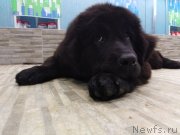 Превью фото № 241268